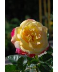 Троянда великоквіткова (жовто-рожева) ШТАМБ | Rose large-flowered (yellow-pink) SHTAMB | Роза крупноцветковая (желто-розовая) ШТАМБ